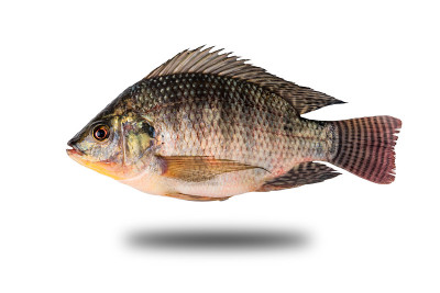 尼罗河Oreochromis niloticus孤立的背景剪辑路径