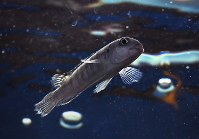 从下面看水族箱里的小鱼