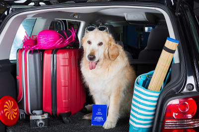 金毛猎犬的旅行