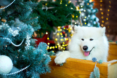 White Samoyed in New Year's decorations