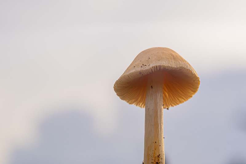 近距离拍摄野生蘑菇(宏)
森林蘑菇通常在雨季生长
