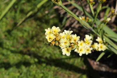 缎子花-西林花纹状体