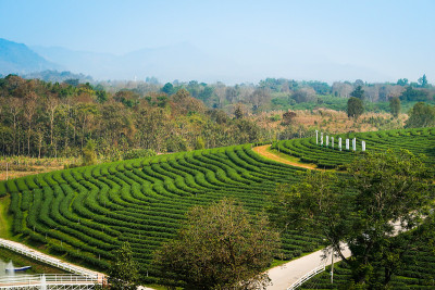 美丽的风景，新鲜的绿茶农场，绿色的自然田野背景的秋芳茶园，Mae Chan，泰国清莱。2019年2月