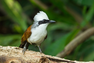 白头Laughingthrush