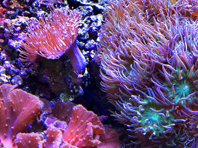 色彩斑斓的海葵