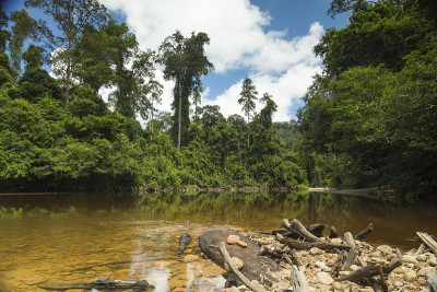 马来西亚国家公园，Tembeling River and surrounding rainfores