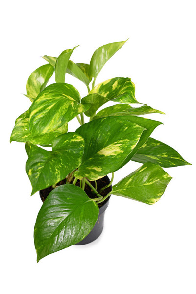 热带“Epipremnum Aureum”室内植物，白色背景
