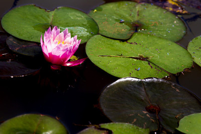 Victoria amazonica