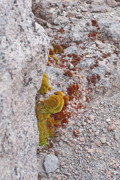 卡扬贝火山上的苔藓