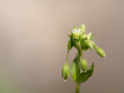 绿小鸡的花和果实