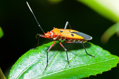 红棉虫(Dysdercus cingulatus)