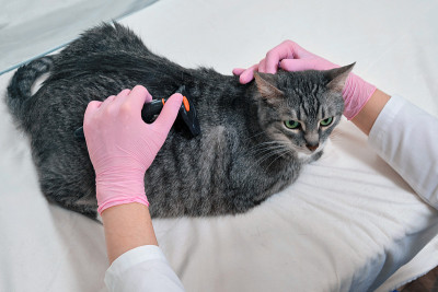 一位女兽医在动物诊所梳理猫的皮毛
