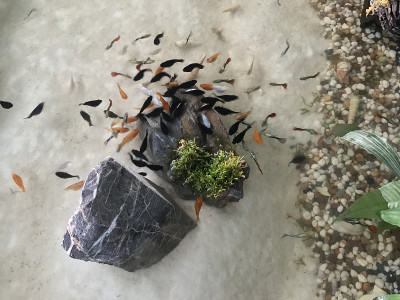 Fish Aquarium