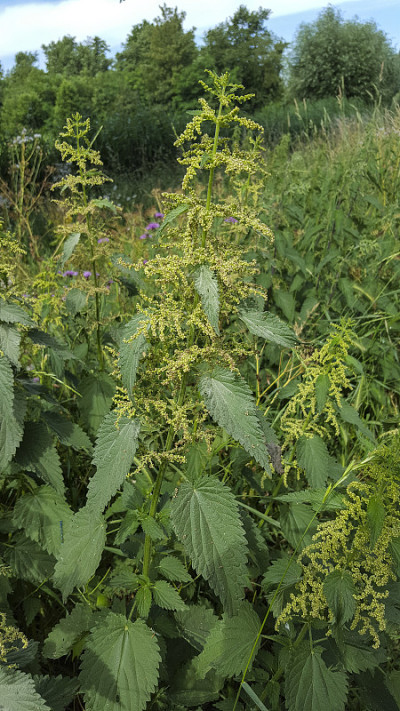 开花常见荨麻