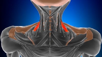 后斜角肌解剖医学概念3D