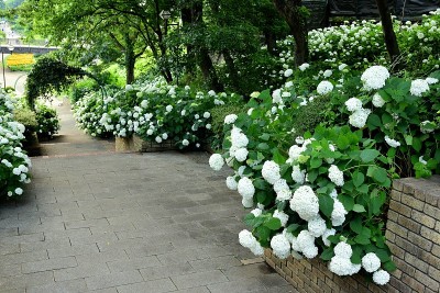 绣球花