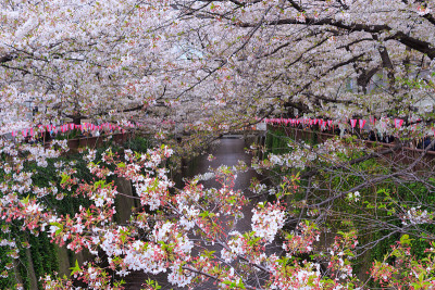 东京的樱花