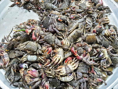 螃蟹在市场上生鲜，海鲜