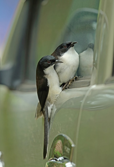 Dark-backed Sibia