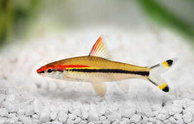 丹尼森的鱼刺玫瑰鲨丹尼森红线鱼雷鱼刺水族鱼