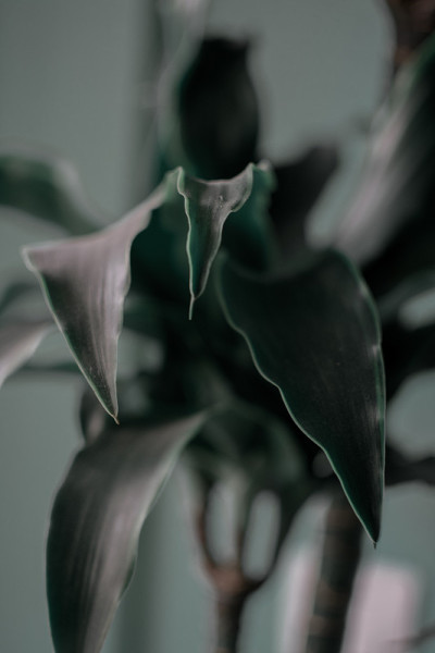 植物生长的绿叶——室内植物的叶子。