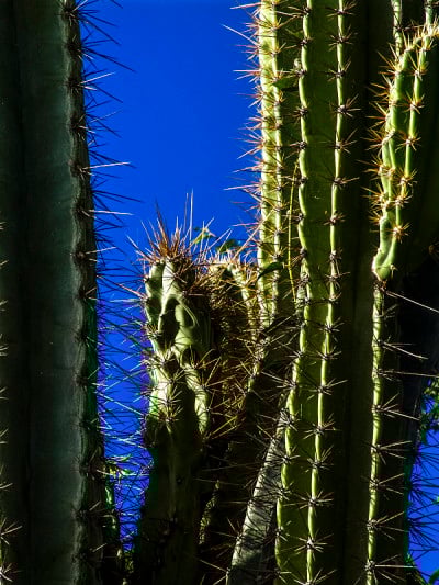 仙人掌在caatinga