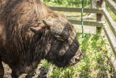 Zubron - hybrid of domestic cattle and european bi