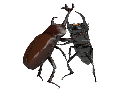 昆虫