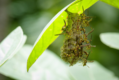自然背景上的阿帕奇黄蜂(Polistes apachus)和蜂巢。昆虫的动物