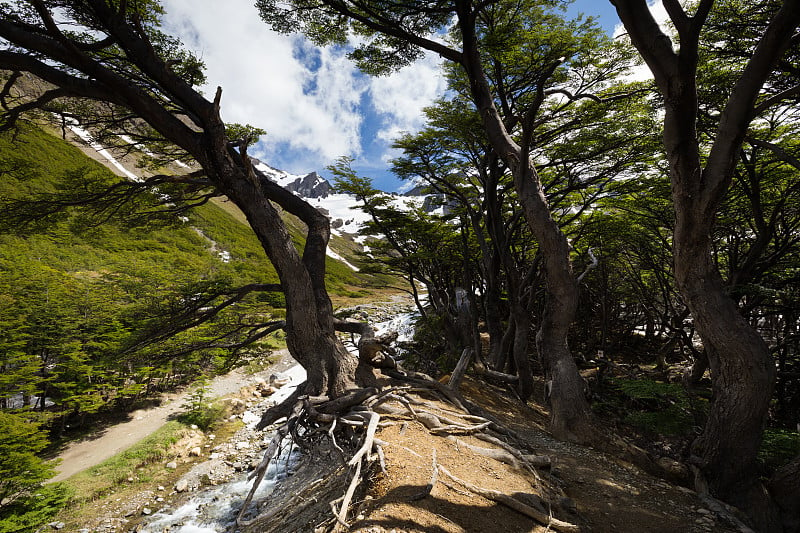 这是阿根廷巴塔哥尼亚火地岛的玛蒂尔冰川上美丽的高山森林景色