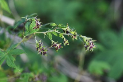 葎草雌花