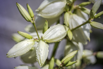 花园里的丝兰花