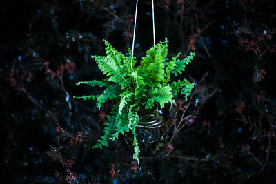 电视Kokedama