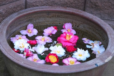 公园里的茶花展览