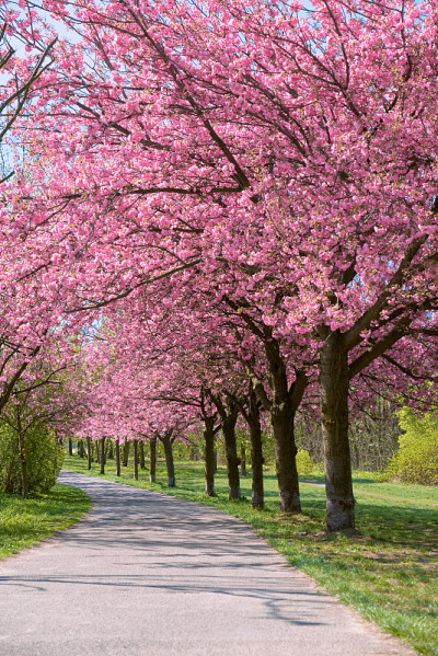street of blossom cherry trees called Mauer Weg En