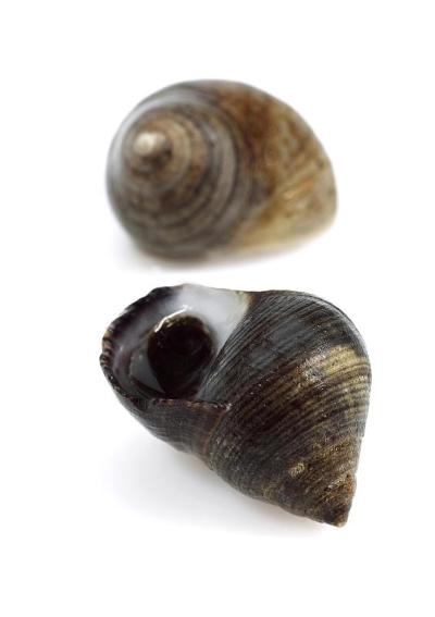 普通长春花，littorina littorea，贝壳对白色背景