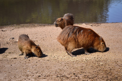 Capibaras