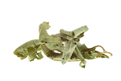 干柠檬马鞭草叶孤立在白色