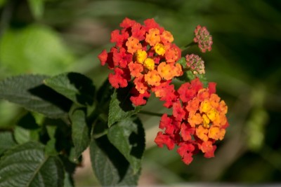 卡马拉Lantana