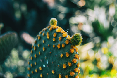 一个仙人掌植物的特写