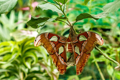 宏美丽的蝴蝶Attacus lorquin