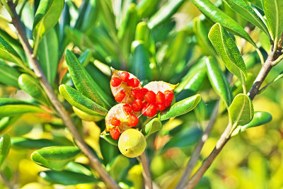 Pittosporum tobira