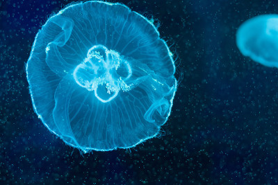 水母，在水族馆里游泳的月亮水母。