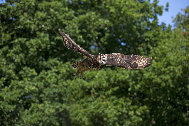 Cape Eagle Owl, bubo capensis，成虫飞行