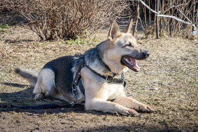 牧羊犬躺在地上
