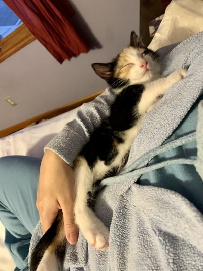猫的生活