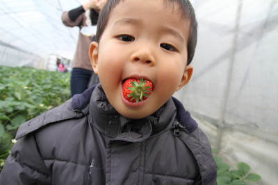 日本男孩和草莓