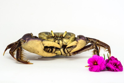 蟹和花