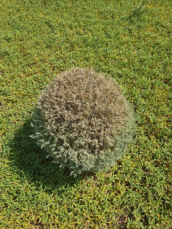 园林植物