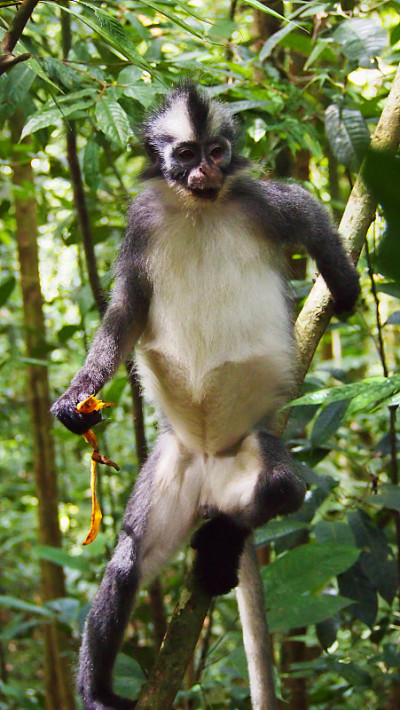 印度尼西亚苏门答腊拉旺山附近的拉旺国家公园，托马斯的langur primate